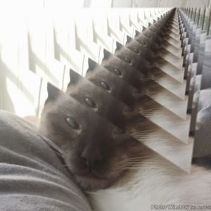 Meet your Posher, Mac